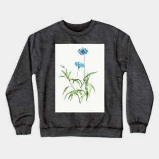 Cornflower - Botanical Illustration Crewneck Sweatshirt